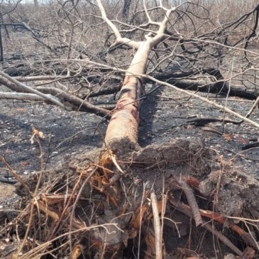 Agronegócio destrói floresta em Oeiras